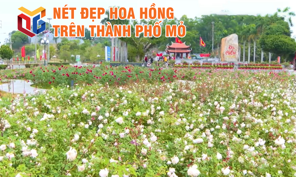 Nét đẹp hoa hồng trên thành phố Mỏ