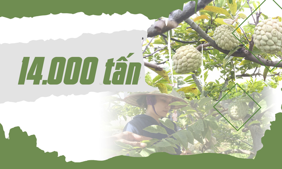 14.000 tấn - là sản lượng na trung bình hàng năm của tỉnh Quảng Ninh hiện nay