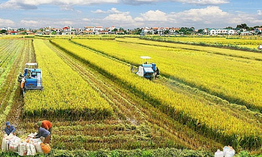 Khởi sắc về giá nhưng xuất khẩu gạo phải đáp ứng nhiều tiêu chuẩn khắt khe