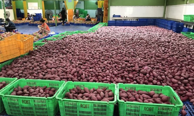 70 vùng trồng khoai lang của Việt Nam đủ điều kiện xuất đi Trung Quốc