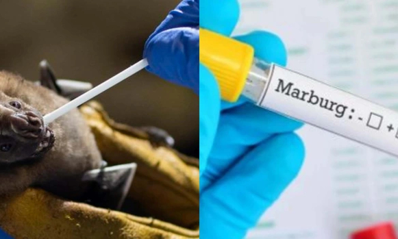 Tuân thủ khuyến cáo của ngành Y tế để phòng tránh bệnh do virus Marburg