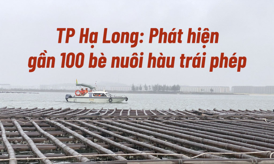 TP Hạ Long: Phát hiện gần 100 bè nuôi hàu không đúng quy định