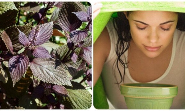 Rửa mặt bằng nước lá tía tô có tác dụng gì?