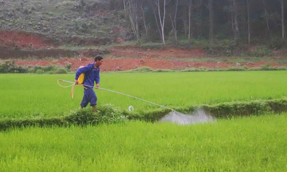 Chủ động phòng trừ sâu, bệnh trên đồng ruộng