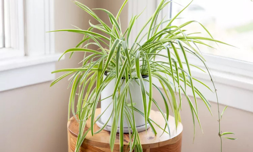 Những cây dễ trồng trong nhà có lợi cho sức khỏe