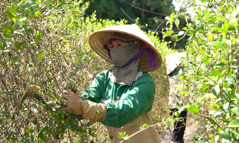 Thi đua sản xuất kinh doanh giỏi