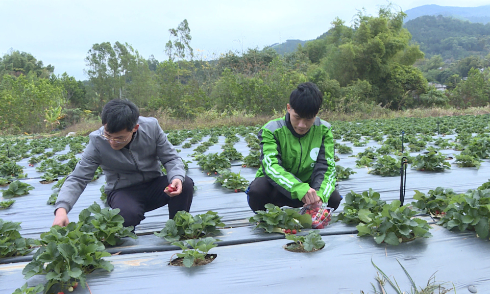 Hướng phát triển của những mô hình nông nghiệp kết hợp du lịch