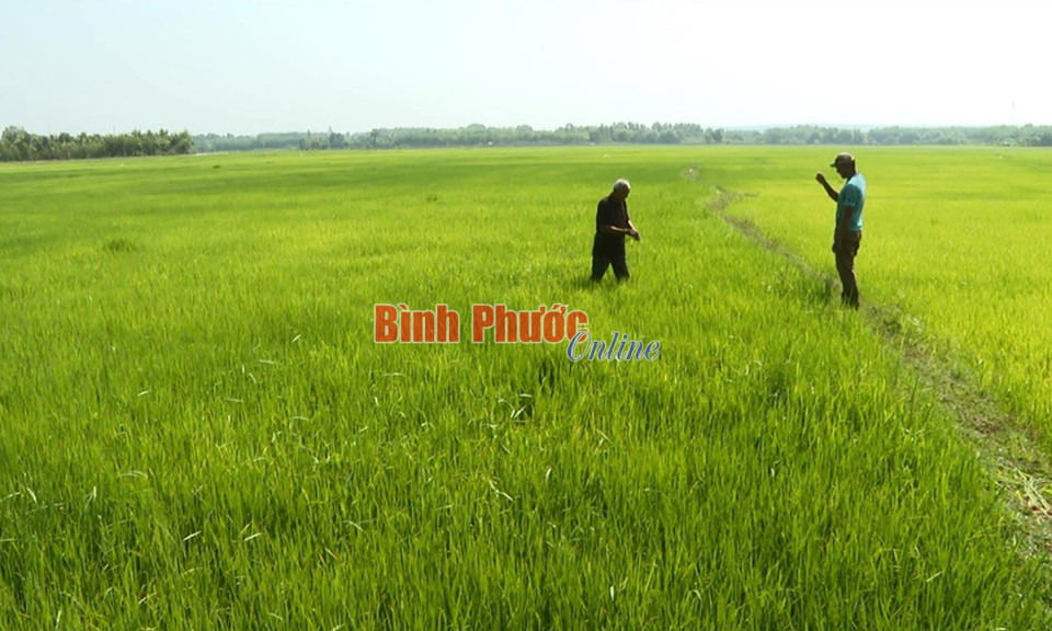 Phát huy vai trò hợp tác xã trong phát triển kinh tế nông thôn