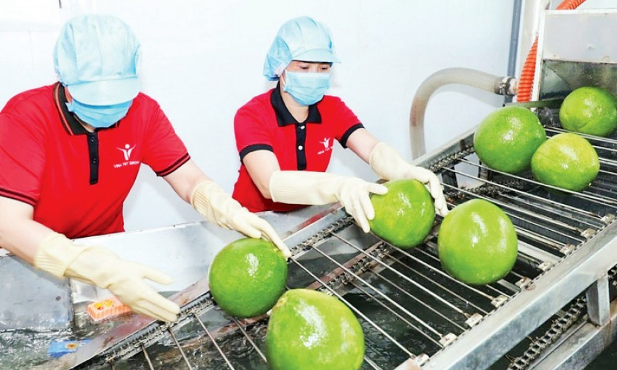 Lấy lại đà tăng trưởng xuất khẩu nông sản