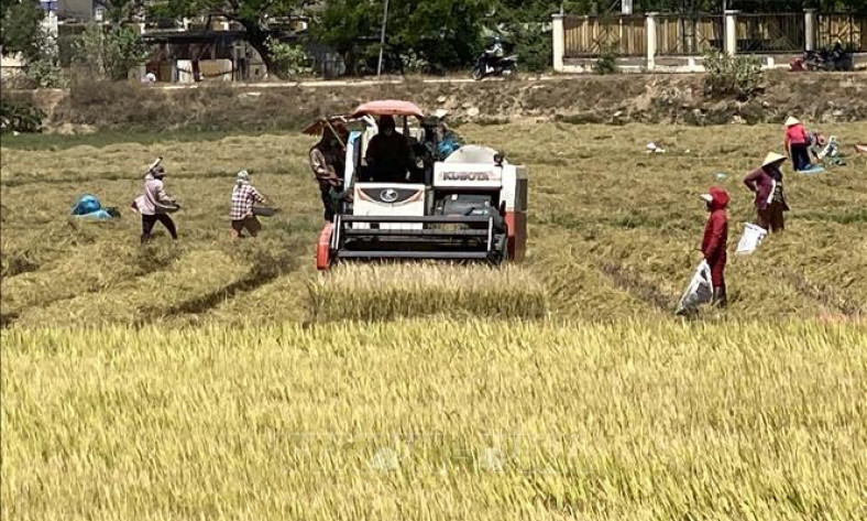 Giá nhiều loại lúa tăng