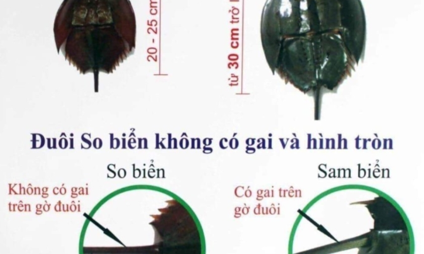 Phòng ngừa ngộ độc do độc tố tự nhiên từ hải sản