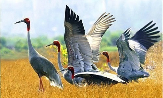 Vietnam partners with Thailand to save threatened crane species