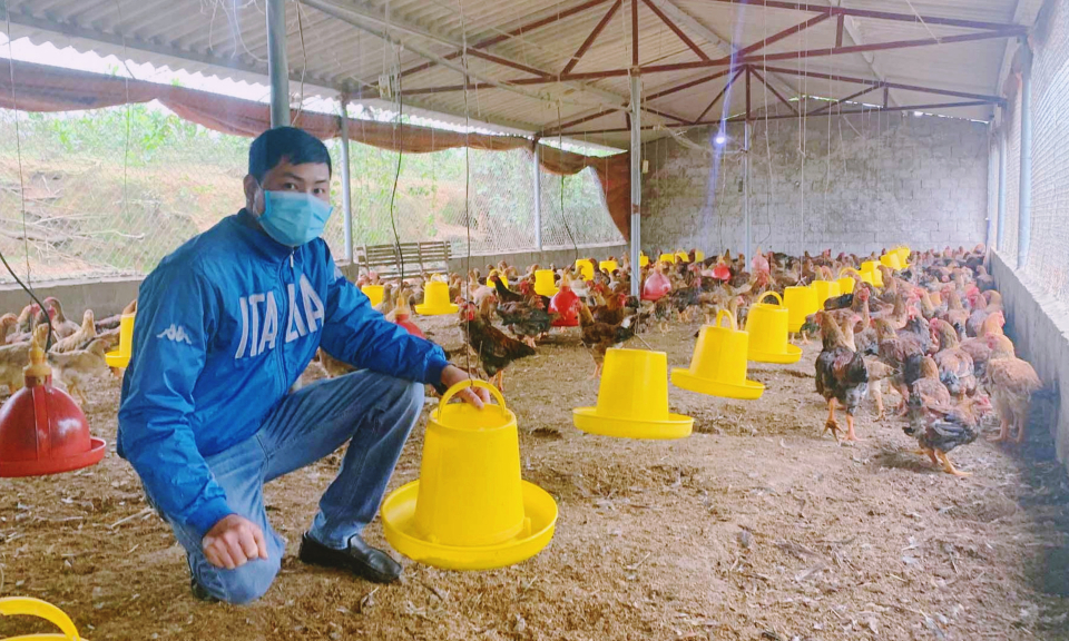 Bảo vệ môi trường trong chăn nuôi
