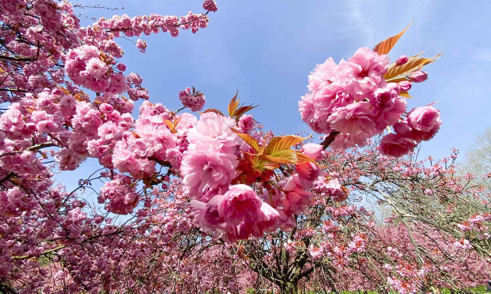 Hoa anh đào bung nở lãng mạn tại Parc de Sceaux, Pháp