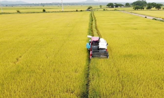 Việt Nam to hold global conference on Sustainable Food Systems