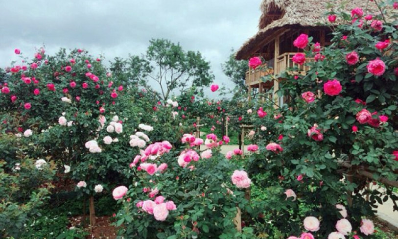 Rose festival to be held in Sa Pa