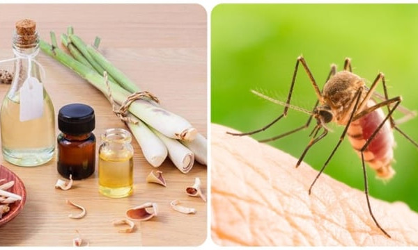 Cách đuổi muỗi, dĩn trong nhà hiệu quả không cần dùng hóa chất