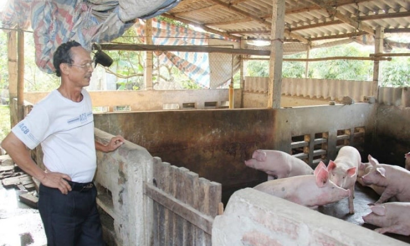 Giá heo hơi tăng nhẹ, người nuôi vẫn ngại tái đàn: Lo thiếu thịt heo cuối năm?