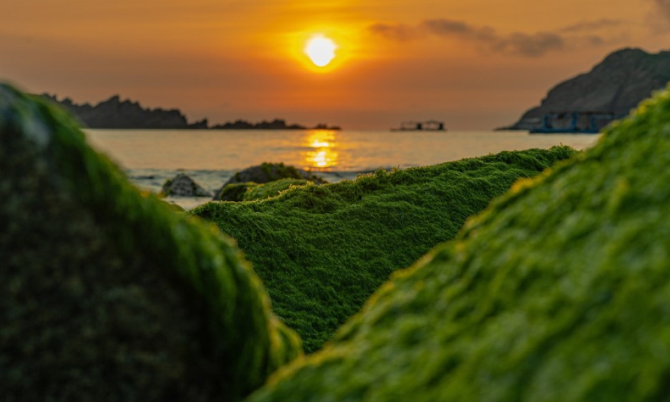 Ngỡ ngàng trước vẻ đẹp mùa rêu biển ở Bình Định