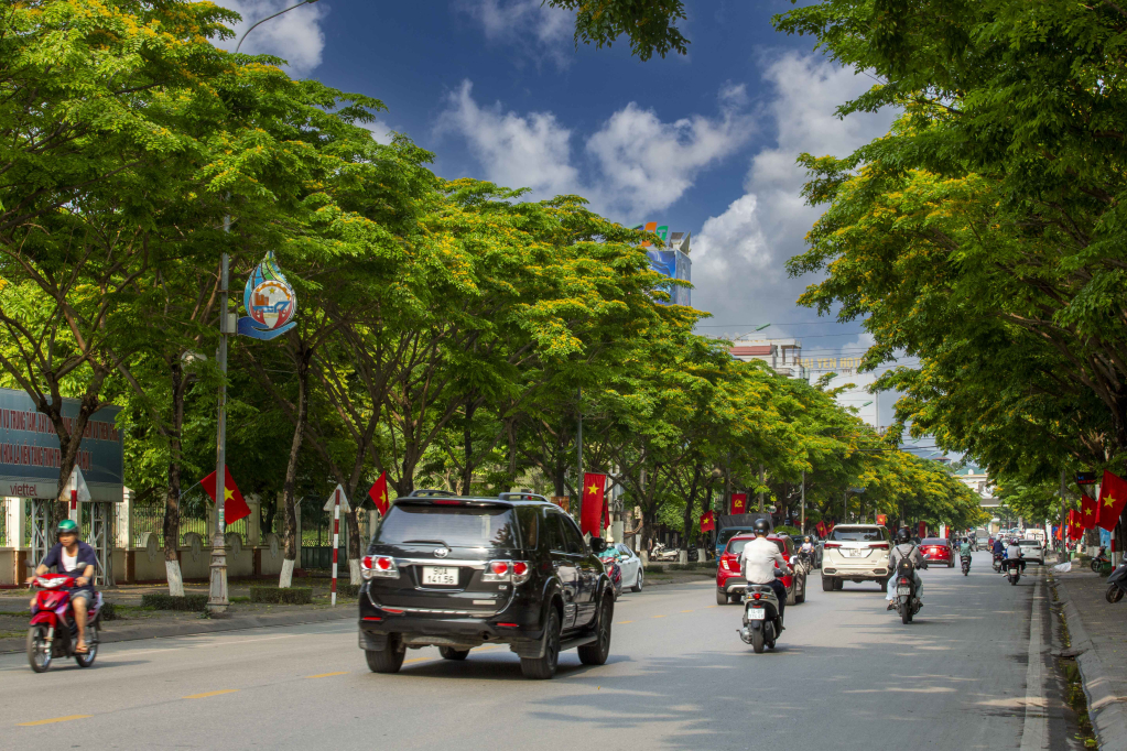 Hoa sưa nở vàng rực dưới nắng đầu hè trên đường Trần Phú.