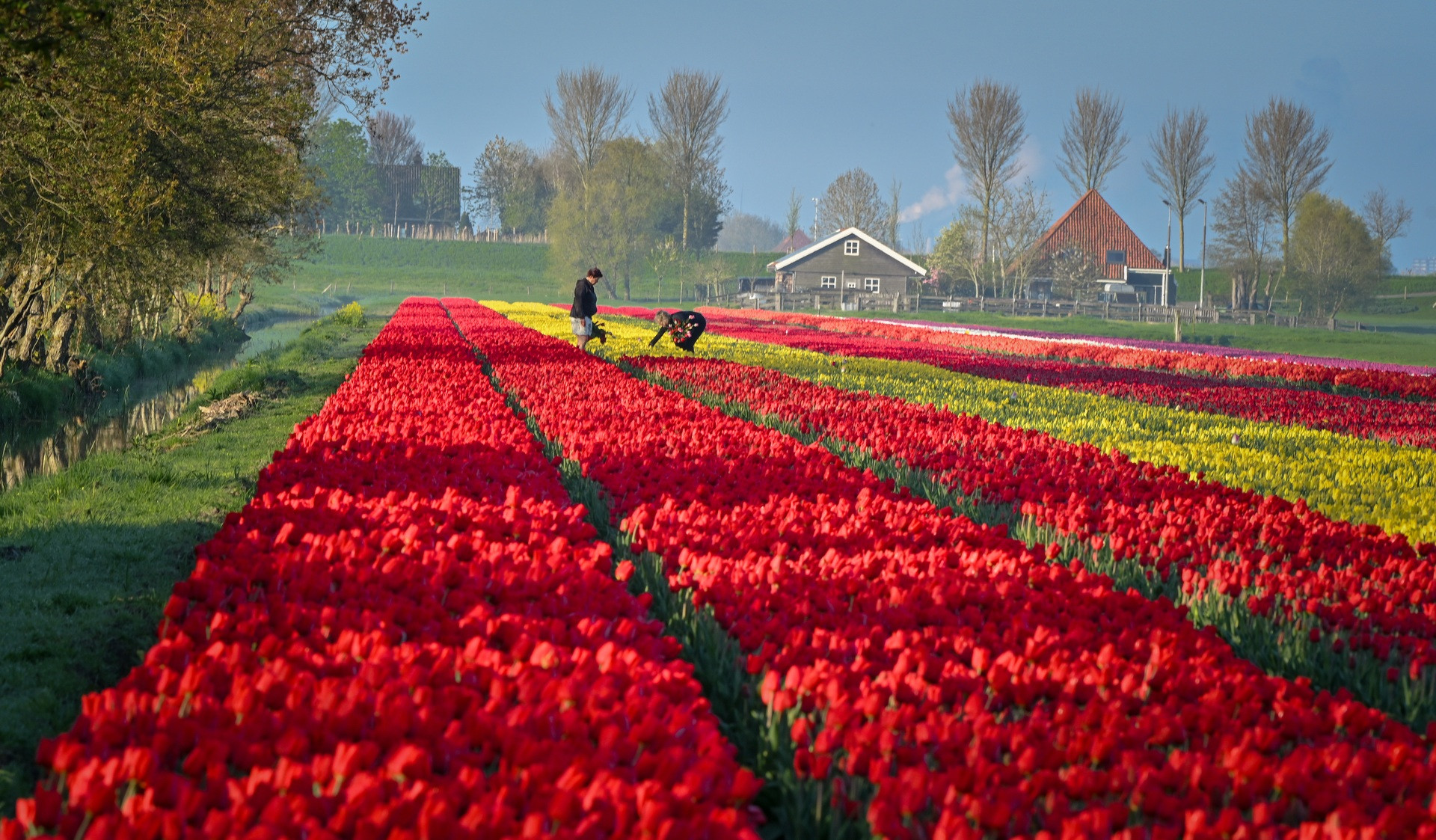 1000 Hình Nền Hoa TuLip - Hoa Tulip Đẹp Nhất | Hình nền hoa, Hoa tulip, Hoa