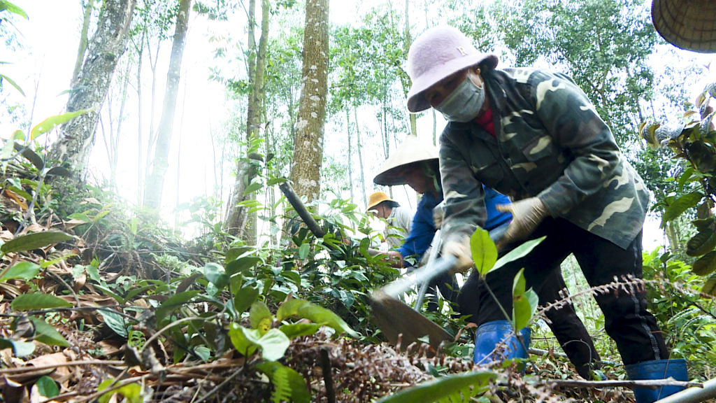 Người dân xã Thanh Sơn (Ba Chẽ) trồng cây dược liệu dưới tán rừng cây gỗ lớn.