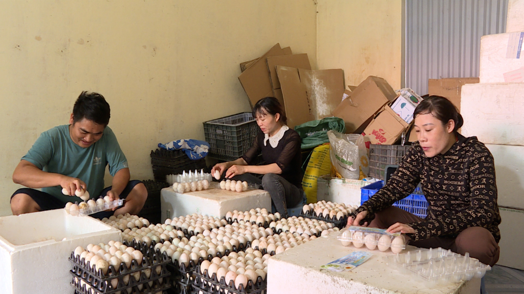 Thu hoạch trứng vịt biển của HTX chăn nuôi vịt Đồng Tiến, xã Đồng Rui.