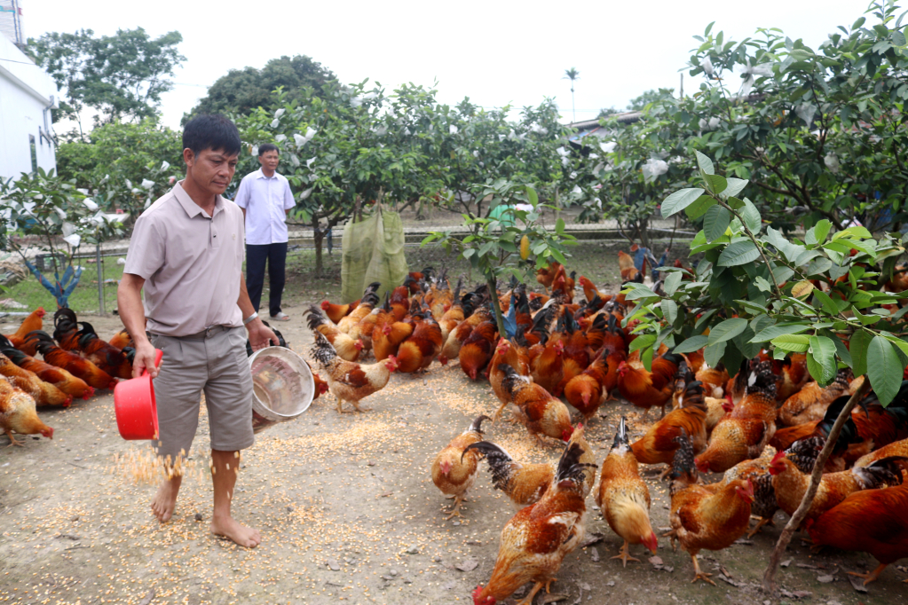 Mô hình trồng ổi kết hợp với nuôi gà bản Đầm Hà của gia đình anh Nguyễn Văn Doãn ở thôn Tân Hòa xã Quảng Tân cho thu nhập từ 200 đến 300 triệu đồng một năm