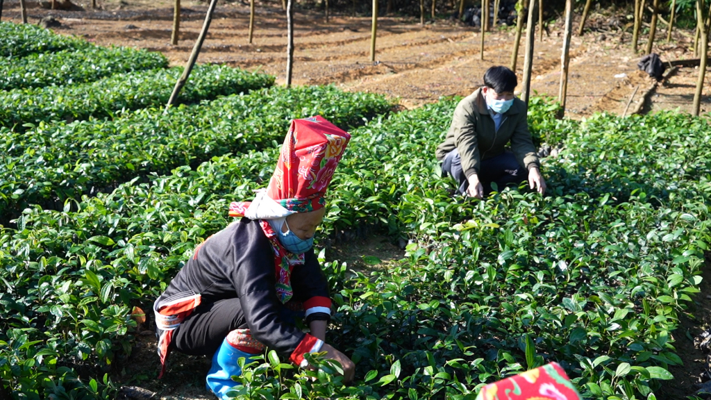 Khai thác lợi thế địa phương, nghề ươm giống mang lại thu nhập ổn định cho người dân xã Quảng Sơn, huyện Hải Hà.