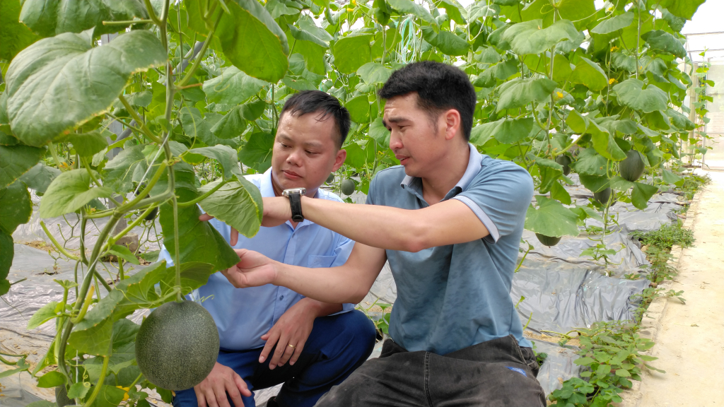 Mô hình trồng dưa lưới của gia đình anh Trương Thế Đô cho hiệu quả kinh tế cao