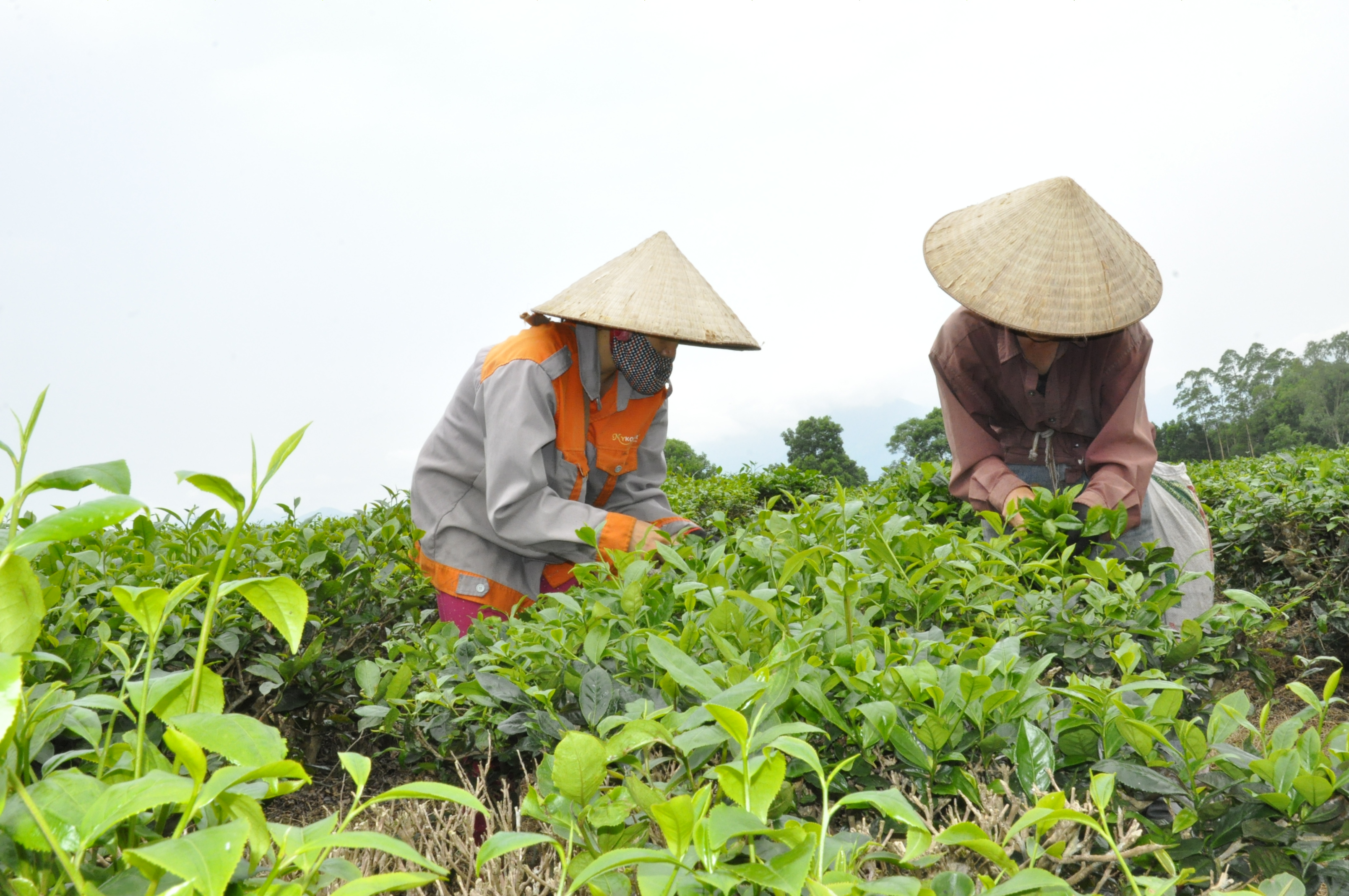 thu hoạch chè của người nông dân xã Quảng Long, huyện Hải Hà.