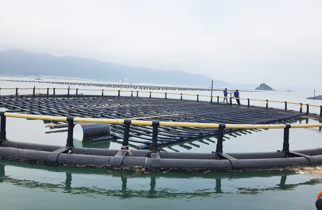 Hệ thống lồng nuôi cá biển làm bằng vật liệu nổi HDPE ở HTX NTTS Phất Cờ (xã Hạ Long, huyện Vân Đồn). Ảnh: Việt Hoa
