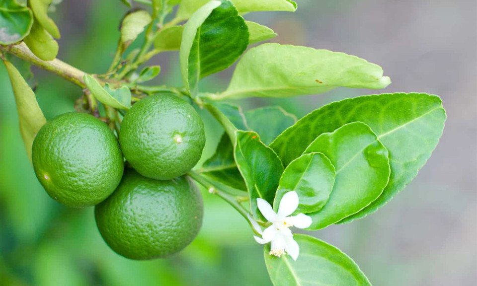 Vỏ chanh đắng nhưng có nhiều tác dụng với sức khỏe
