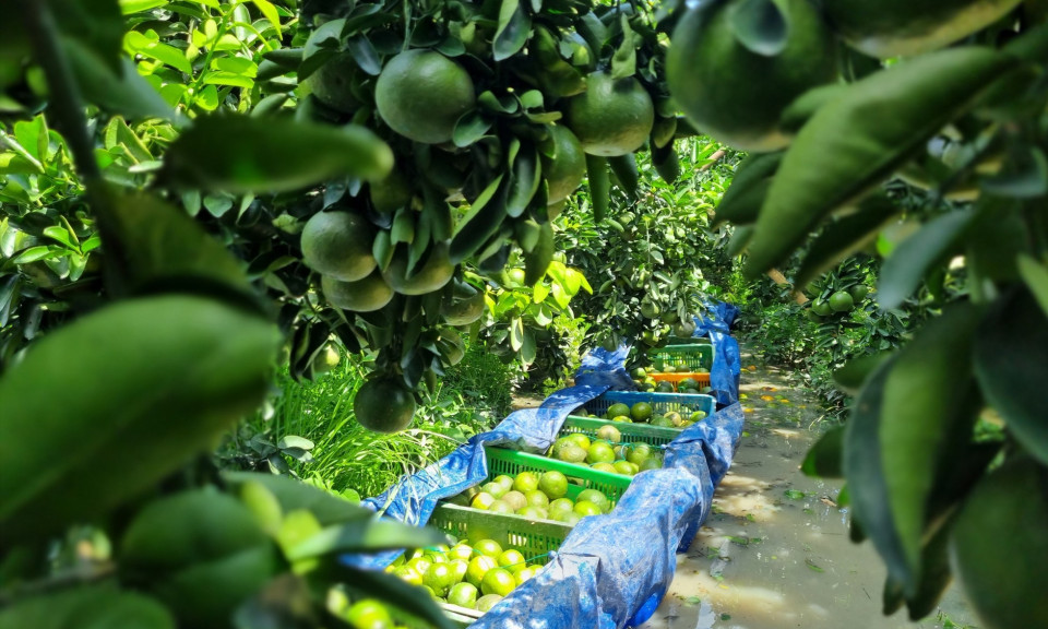Lý do nên bổ sung vitamin C vào mùa hè