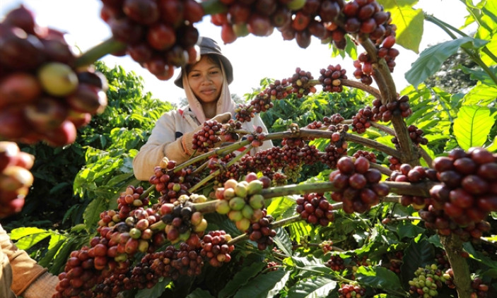 Coffee export could reach $4 billion as global prices remain at a high level
