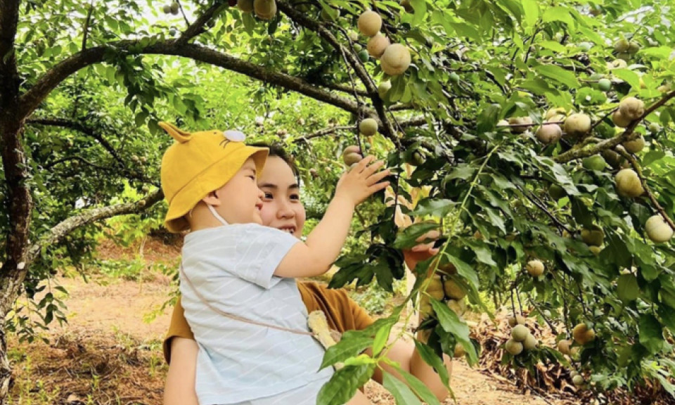 5 điểm hái mận đầu mùa ở Mộc Châu