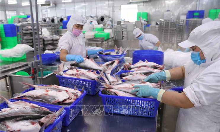Xuất khẩu thủy sản khó khăn khiến giá nguyên liệu có xu hướng giảm