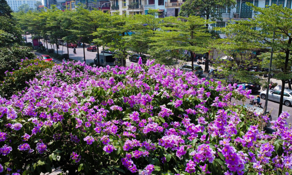 Hoa bằng lăng khoe sắc, nhuộm tím đường phố Hà Nội