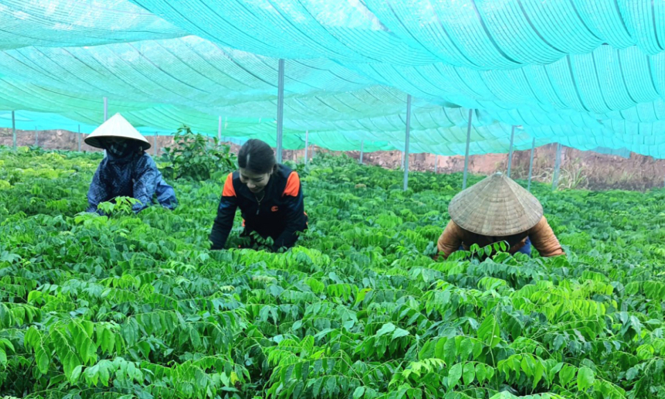 Nâng giá trị từ rừng