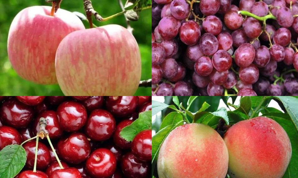 4 loại trái cây giúp thận khoẻ mạnh, đẹp da