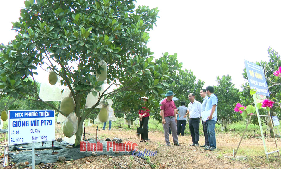 Lợi thế từ chuyển đổi số nông nghiệp 