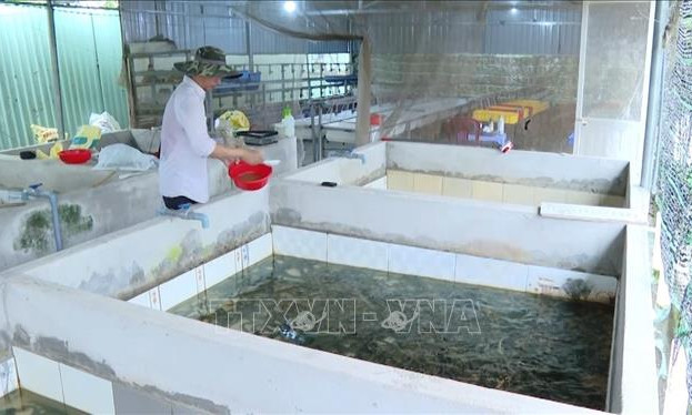 Thu nhập tiền tỷ từ nuôi lươn không bùn trong bể xi măng