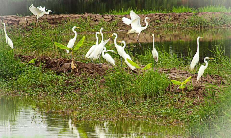 Vẻ đẹp các loài chim hoang dã ở Quảng Yên