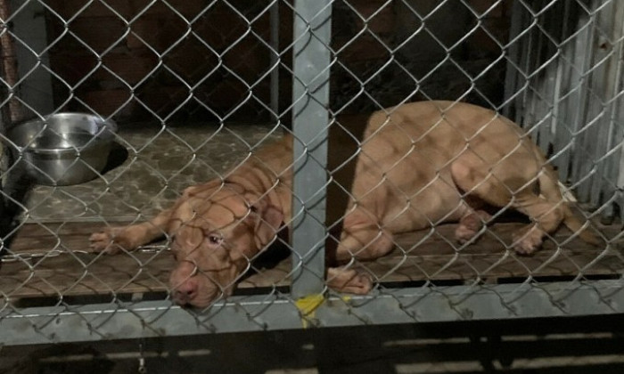Cụ bà bị chó pitbull cắn chết