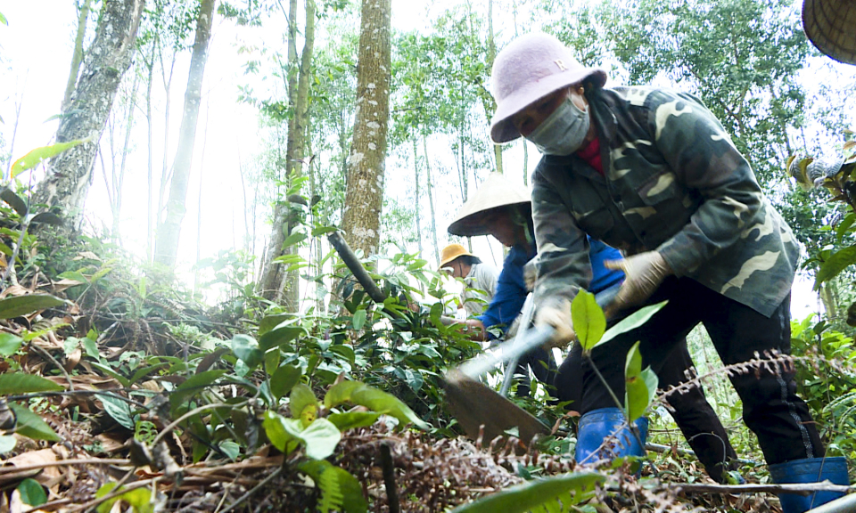 Nâng cao thu nhập từ phát triển rừng   