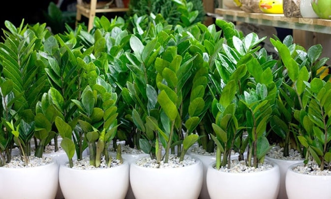 Vì sao nên để cây kim tiền ở trong nhà?
