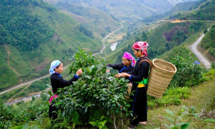Vietnamese ancient tea finds foothold in US and Europe