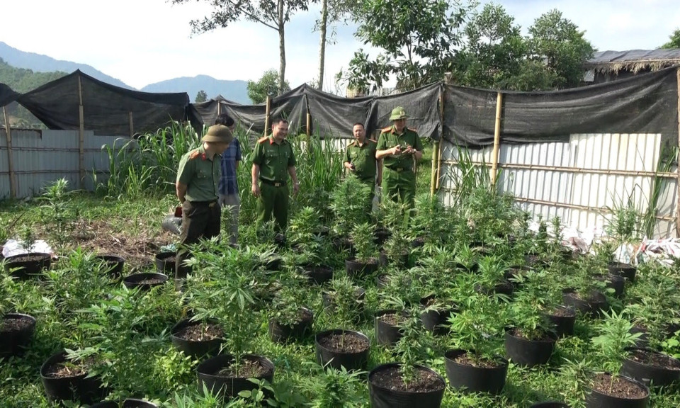 Trồng gần 900 chậu cây cần sa trong khu vườn quây tôn kín ở Phú Thọ