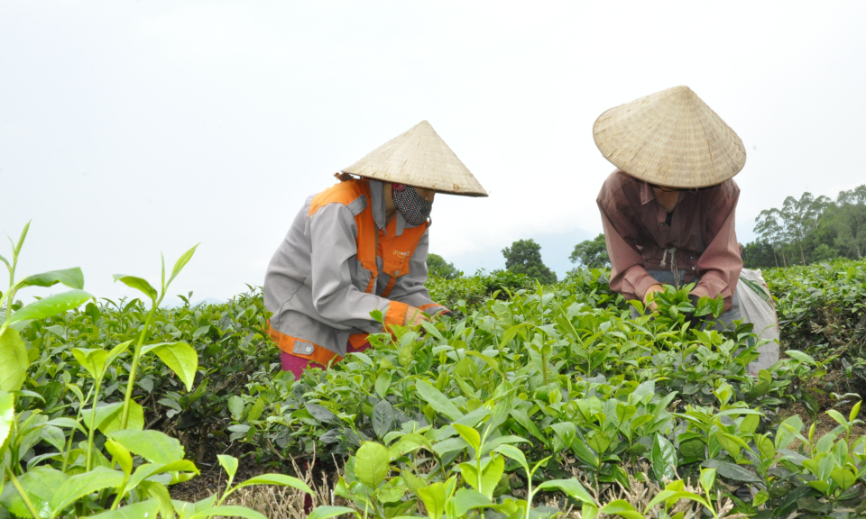 Đa dạng hoạt động giúp hội viên, nông dân giảm nghèo