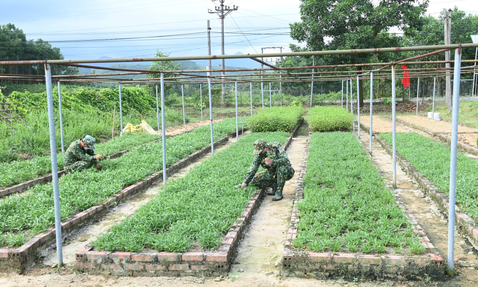 Tăng gia từ vùng đất khó